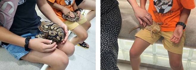 국내 한 체험동물원에서 어린이들이 파충류 만지기 체험을 하고 있다. 어웨어 제공