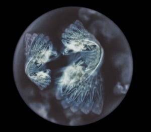 맨디 바커 작가의 ‘표류를 넘어서: 불완전하게 알려진 동물들’.  /대구사진비엔날레 제공