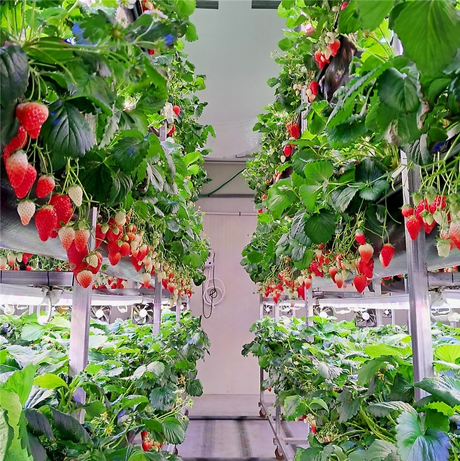 This image is for illustrative purposes only. (Ulju County)