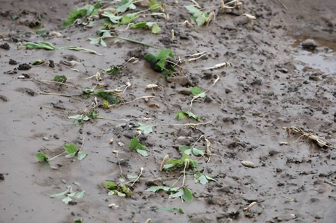 폭우가 내린 다음 날인 7월11일, 전북 완주군의 한 인삼밭이 진흙으로 뒤덮여 있다. ⓒ연합뉴스