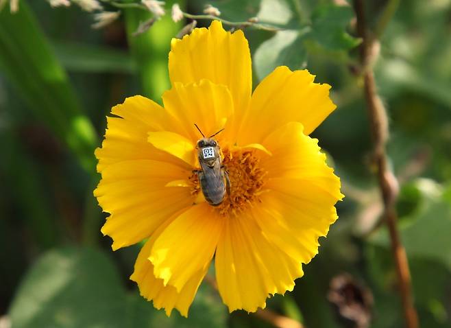 행동 관찰 실험을 위해 바코드가 표시된 꿀벌  [Dr. Zachary Huang 제공. 재판매 및 DB 금지]
