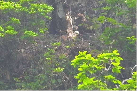 한라산 북쪽 절벽의 둥지에 있는 검독수리. [국립생태원 제공. 재판매 및 DB 금지]