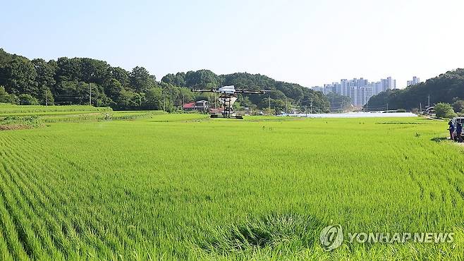 농약 살포하는 드론 [연합뉴스 자료사진]