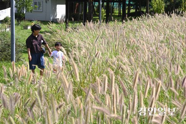 완연한 가을 날씨를 보인 18일 오후 수원시 팔달구 서호꽃뫼공원에서 할머니와 손자가 수크령 사이를 산책하며 즐거운 시간을 보내고 있다. 2025.9.18 /최은성기자 ces7198@kyeongin.com