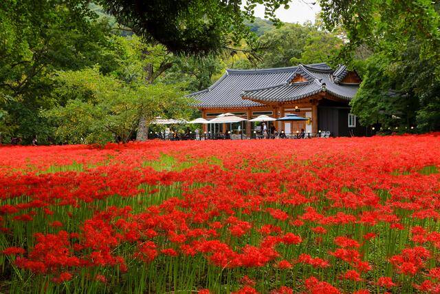 고창군 선운산도립공원 꽃무릇 모습. 사진제공=고창군
