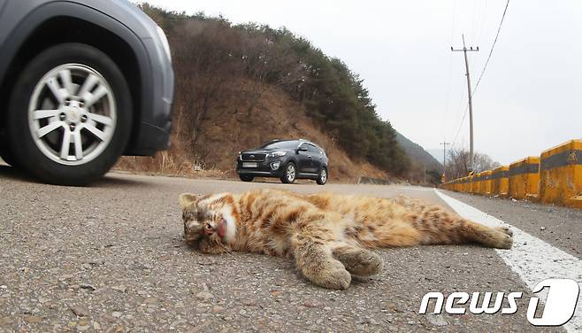 경남 함양군 휴천면 지리산 리조트 앞 60번 지방도로변에서 멸종위기 야생동물 2급인 삵이 로드킬 당한 채 발견됐다. 이곳 지리산 리조트 앞 엄천강에는 최근 천연기념물 제330호인 수달과 삵 등이 수시로 관찰되고 있다.(함양군제공) ⓒ News1 이경구 기자