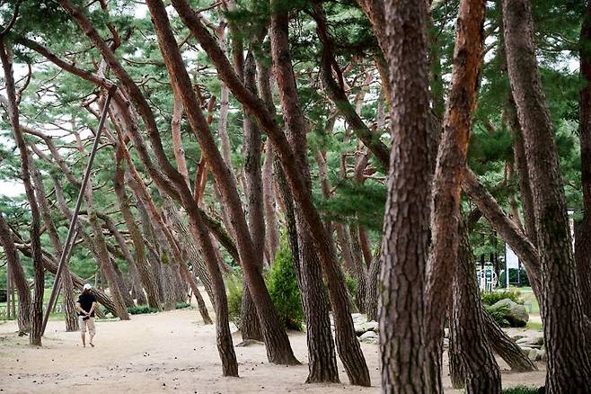 의림지 솔밭공원