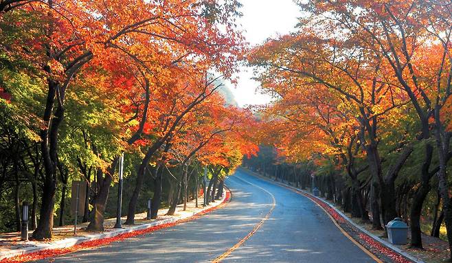 대구 동구와 경북 경산·칠곡·군위에 걸쳐 있는 팔공산은 가을이 유독 아름답다. 특히 팔공CC삼거리에서 파계사삼거리로 이어지는 드라이브 코스가 유명한데, 오색 단풍의 항연에 저절로 차를 세우고 바라보게 된다. [사진 국립공원공단]