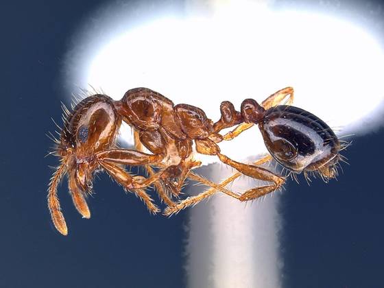 외래침입종인 붉은불개미. 사진 국립생태원