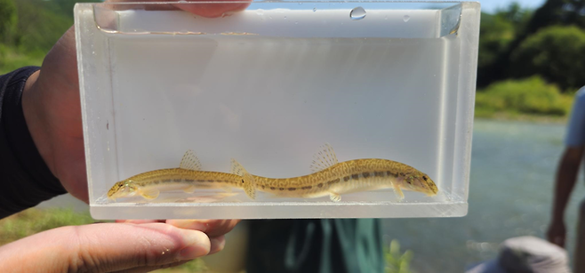 현대모비스가 진천 미호강에 방류한 미호종개. 현대모비스 제공