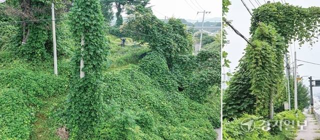 기후 변화로 경기지역 곳곳에 넝쿨식물이 급속히 번지고 있는 가운데 관리 체계와 인력이 뒷받침되지 않아 대책 마련이 시급하다. 사진은 화성, 이천 등 도시와 야산을 뒤덮은 칡넝쿨. 조주현·홍기웅기자