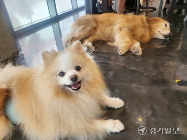 골든 리트리버와 포메라이안. 박화선기자