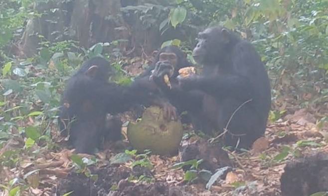기니비사우 칸탄헤즈 국립공원에서 발효된 아프리카 빵나무 열매를 나눠 먹는 침팬지들. 연구진은 이 장면이 침팬지의 알코올 섭취 습성을 보여주는 중요한 사례라고 설명했다. 엑서터대 제공