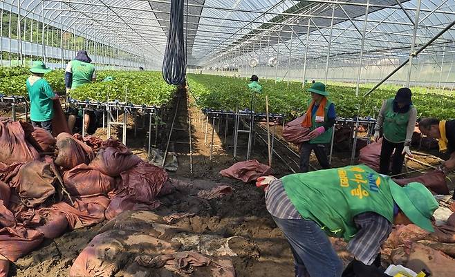 7월 집중호우로 큰 피해를 입은 하동군 옥종면 딸기재배 시설하우스에서 공무원과 자원봉사자들이 수해복구작업을 하고 있다. &nbsp;ⓒ하동군
