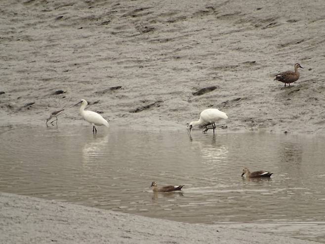 ▲ 인천 남동구 소래습지생태공원 내 저어새 먹이 서식처. /사진제공=인천시