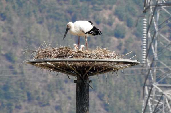 예산황새공원에 일본서 황새 2마리 온다…유전 다양성 증진