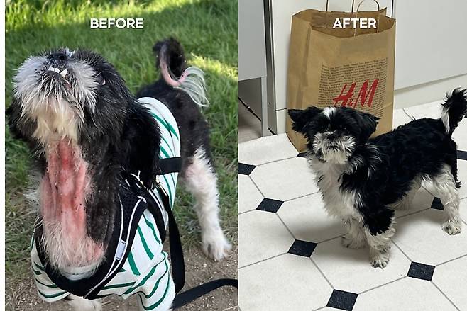 피부병 때문에 버려졌던 유기견 출신 시추 콩순이의 치료 전과 후(콩순이 보호자 제공) ⓒ 뉴스1