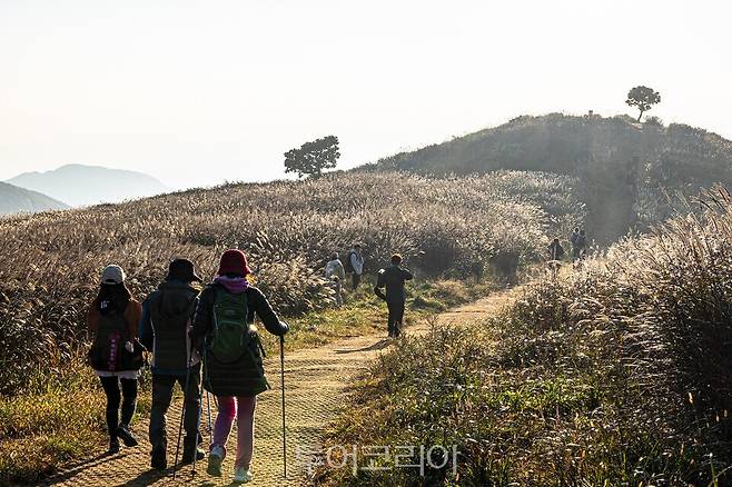 황매산 억새/사진=합천군