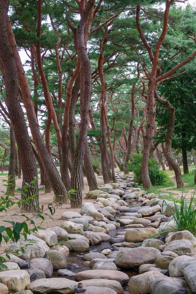 가스트로 투어 의림지 A코스에 포함된 의림지 솔밭공원