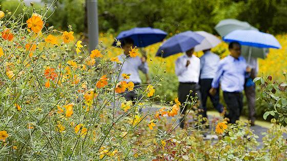 가을비가 내리는 17일 서울 종로구 송현공원 황화코스모스 밭에서 시민들이 우산을 쓰고 지나가고 있다. 뉴시스