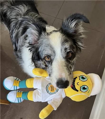 장난감 실험을 하는 개  장난감 이름을 학습할 수 있는 능력을 가진 개들은 새로 배운 명칭을 겉모양은 다르지만 사용 방식이 비슷한 완전히 새로운 물체에도 확장 적용할 수 있는 것으로 나타났다. [Department of Ethology / Eötvös Loránd University 제공. 재판매 및 DB 금지]