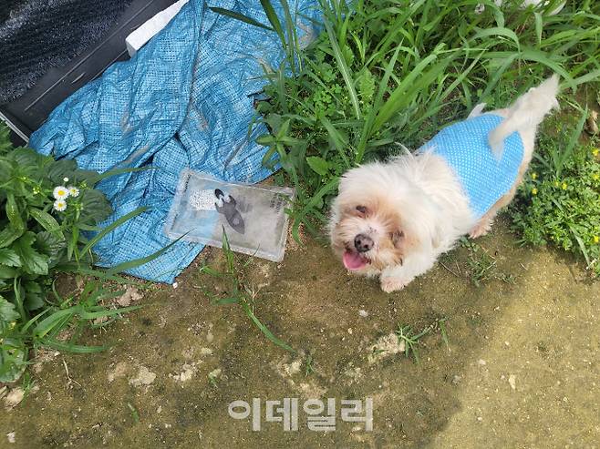 인천 남동구 민간유기동물보호소 산수의천사들 외부에서 산책 중인 개의 모습(사진=박지애 기자)