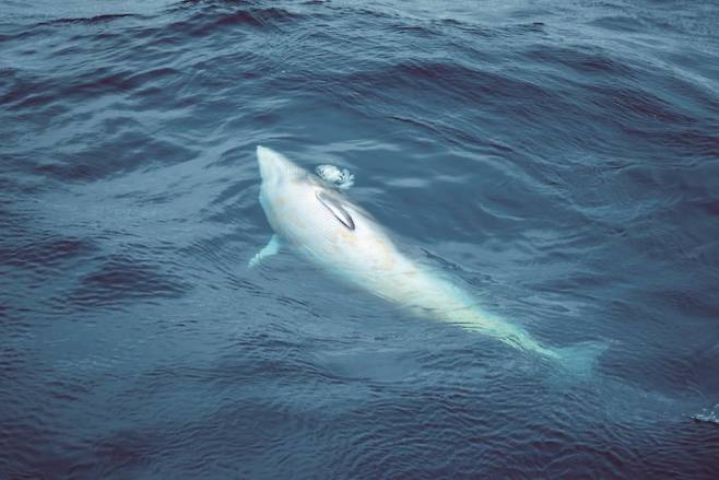 밍크고래. 게티이미지뱅크 제공