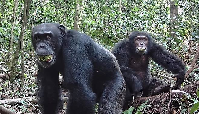 알코올이 함유된 과일을 먹고 있는 야생 침팬지. 사진=UC버클리