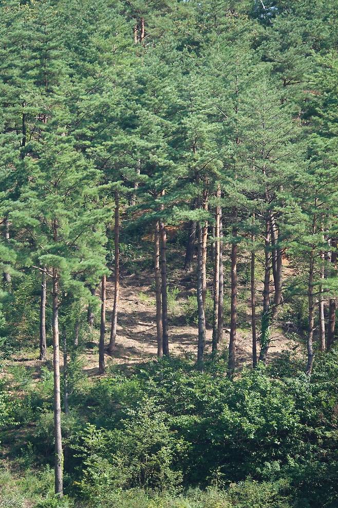 강릉 왕산면 도마천(오봉저수지의 수원) 주변 숲. 소나무만 남기는 ‘숲 가꾸기 사업’으로 인해 숲에 햇빛이 잘 들어와 메말라 있다. 김양진 기자