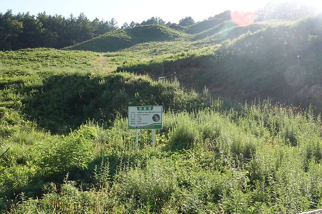 강릉 왕산면 삽당령 주변 해발고도 800m 높이 백두대간 능선. 원래는 울창한 숲이었지만 나무가 모두 베어지고 소나무 묘목이 심긴 밭으로 변해 있다. 이런 곳이 강릉에만 197㏊에 이른다. 김양진 기자