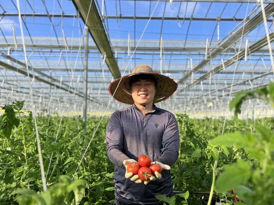 충남 당진시 합덕읍 민정욱씨가 스마트팜에서 토마토를 수확하고 있다. 사진 민정욱씨