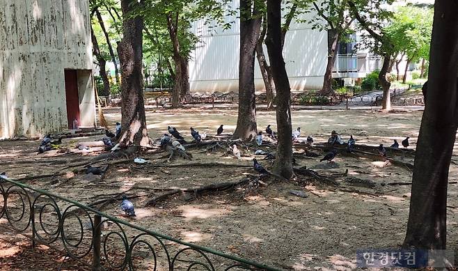 서울의 한 노후 아파트에 비둘기 무리가 모여있다.  /사진=오세성 한경닷컴 기자