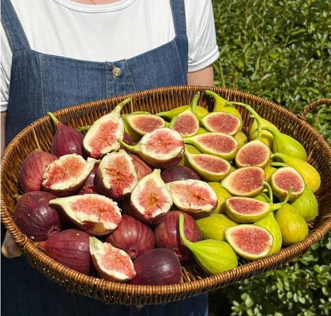 전남 영암군 무화과 농장 ‘이웃집텃밭’의 홍무화과와 청무화과.
