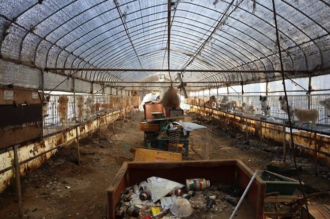 2022년 한 허가 번식장의 모습. 카라 제공