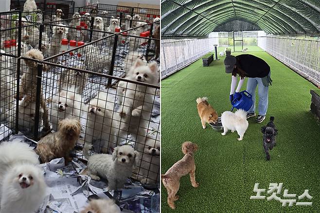 보령 화성 번식장 현장 사진·카라 구조견. 카라 제공·최영주 기자