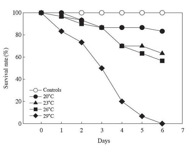 수온별 미더덕 생존율 그래프 학술논문 '수온과 용존산소 변화에 따른 미더덕 Styela clava의 생존율 및 생리적 반응' 일부 캡처 [재판매 및 DB 금지]