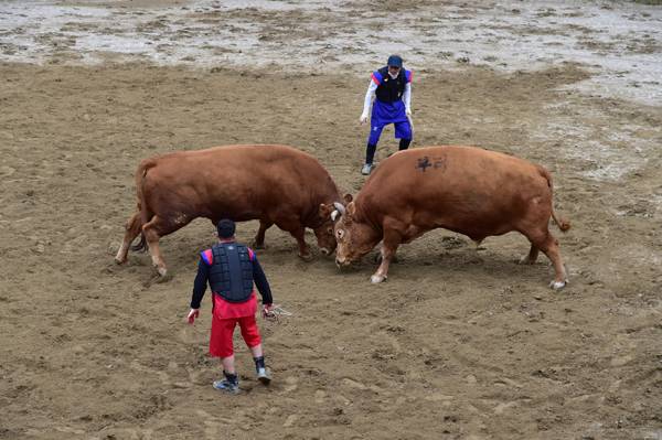 진주 소 힘겨루기 대회에서 싸움소들이 맞붙고 있다. / 진주시