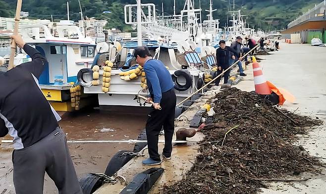 집중호우로 울릉도 저동항에 부순물이 유입되자 어민들이 수거하고 있다. /김두한 기자