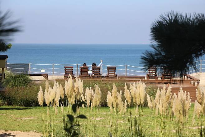 서해와 팜파스그라스가 어우러지는 어린이정원의 모습. 천리포수목원 제공