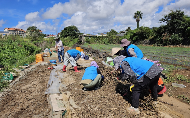 고산농협 계절근로자들과 현장지원반 회원들이 지난 16일 말린 참깨를 털고 있는 모습. (제주농협 제공)
