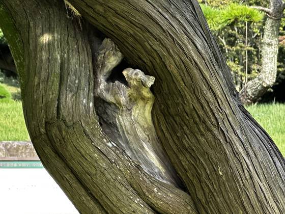 지난 8월 25일 찾은 제주 생각하는 정원의 한국향나무가 꼬여있는 모습. 최충일 기자