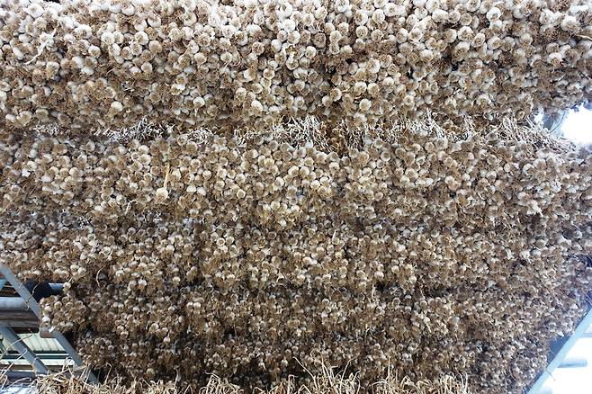 압도적인 양과 비주얼의, 그야말로 마늘천지. 경북 의성 재래시장에선 흔한 풍경이다.