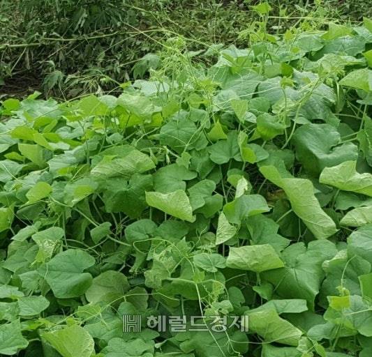 실물계 저승사자 가시박이 풍기읍 산자락에 무성하게 자라고 있다.[사진=김성권 기자]