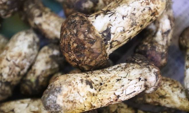 자연산 양양송이. 연합뉴스