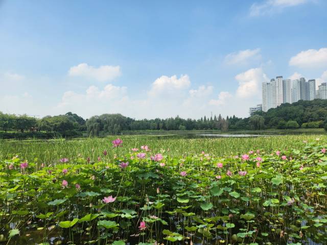 호수변에 연꽃 식재한 일산호수공원. 사진 제공=고양시