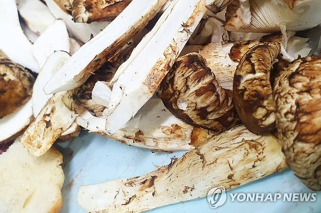 송이버섯 [촬영 손대성]