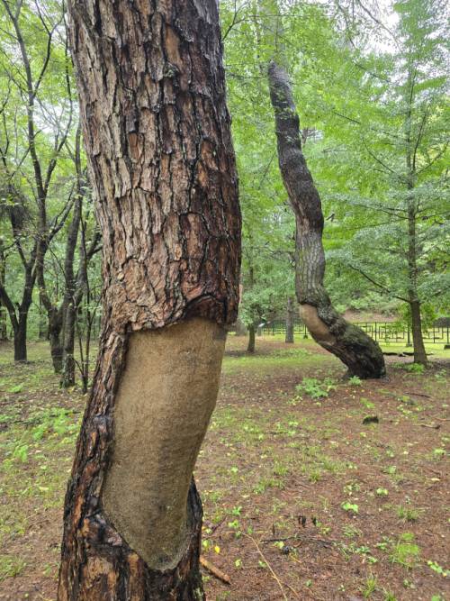 ◇일제 수탈의 흔적이 남은 수타사 입구 소나무들. 사진＝신하림기자