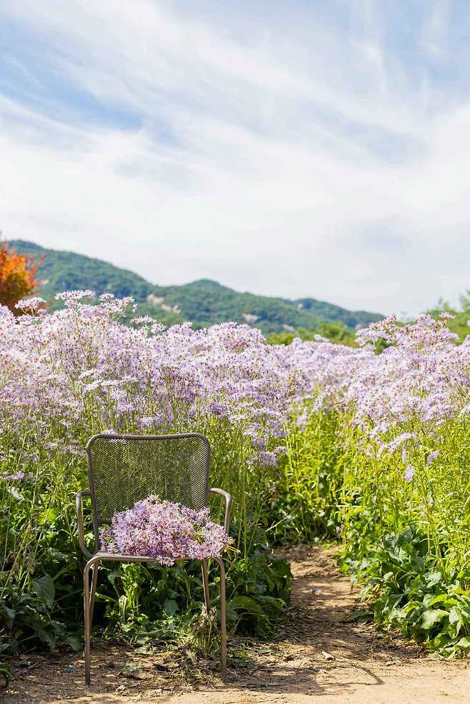 봉천사 근처 봉희농원의 화사한 개미취.