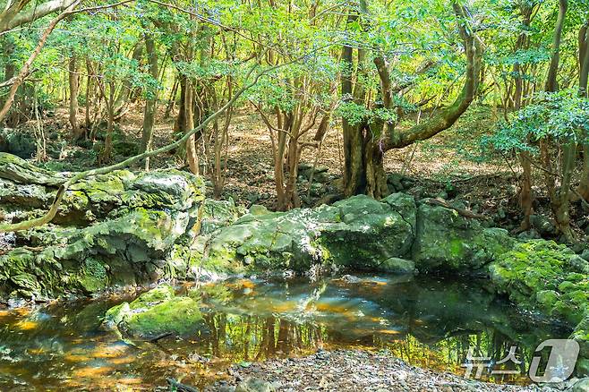 머체왓숲길.(제주관광공사 제공, 재판매 및 DB 금지)