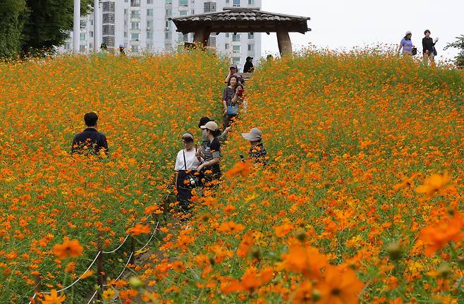 22일 서울 송파구 올림픽공원 들꽃마루를 찾은 시민들이 활짝 핀 황화 코스모스를 보며 가을을 만끽하고 있다. 이재문 기자